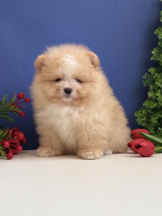 Ексклюзивний хлопчик шоу класу