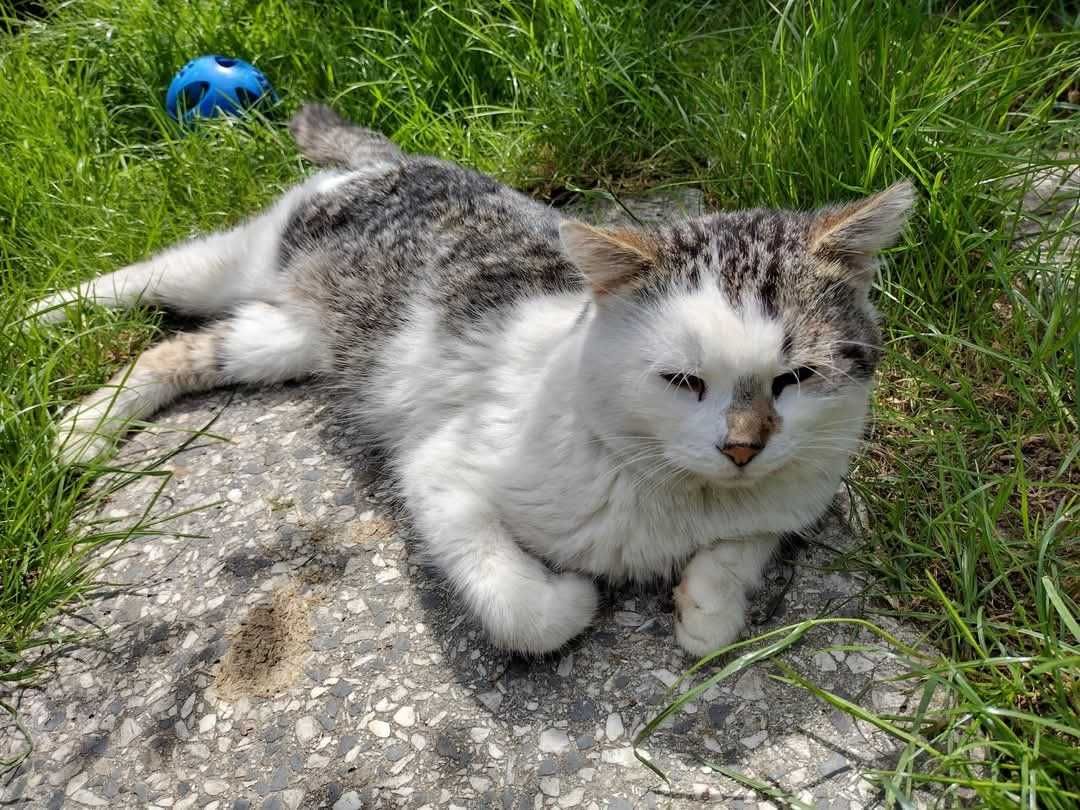 Fonte i Donte- piękne kocurki potrzebują domów. Adopcja, kot