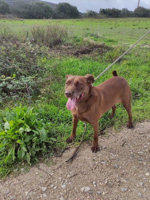 Bomboca - porte média grande para adoção