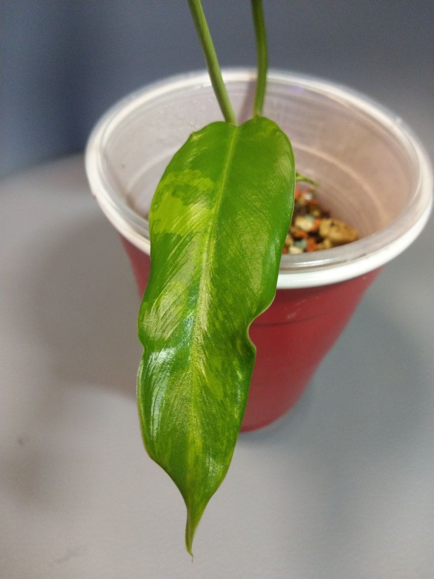 Philodendron Domesticum Variegata Siam Sunrise