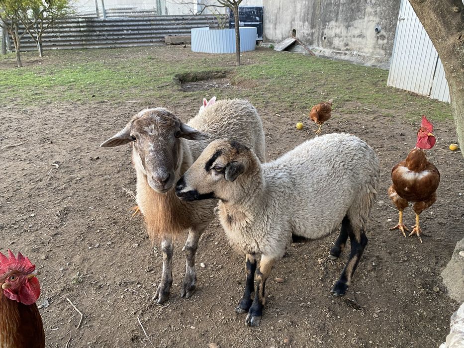 Ovelha macho e femia