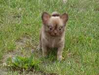 Chihuahua  piesek