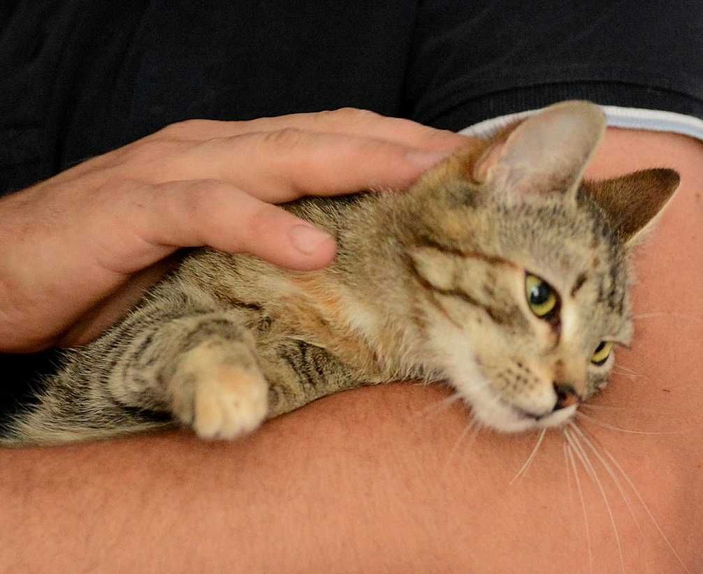Bure,pręgowane kotki,kociczki,mama i córka,razem lub osobno.ADOPCJA