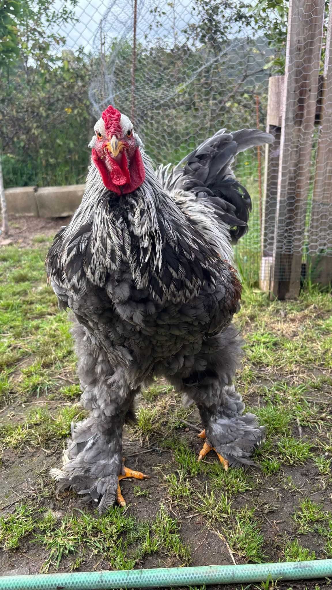Ovos galados/ férteis de brahma BSO
