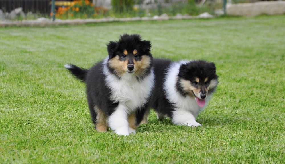 Щенки колли