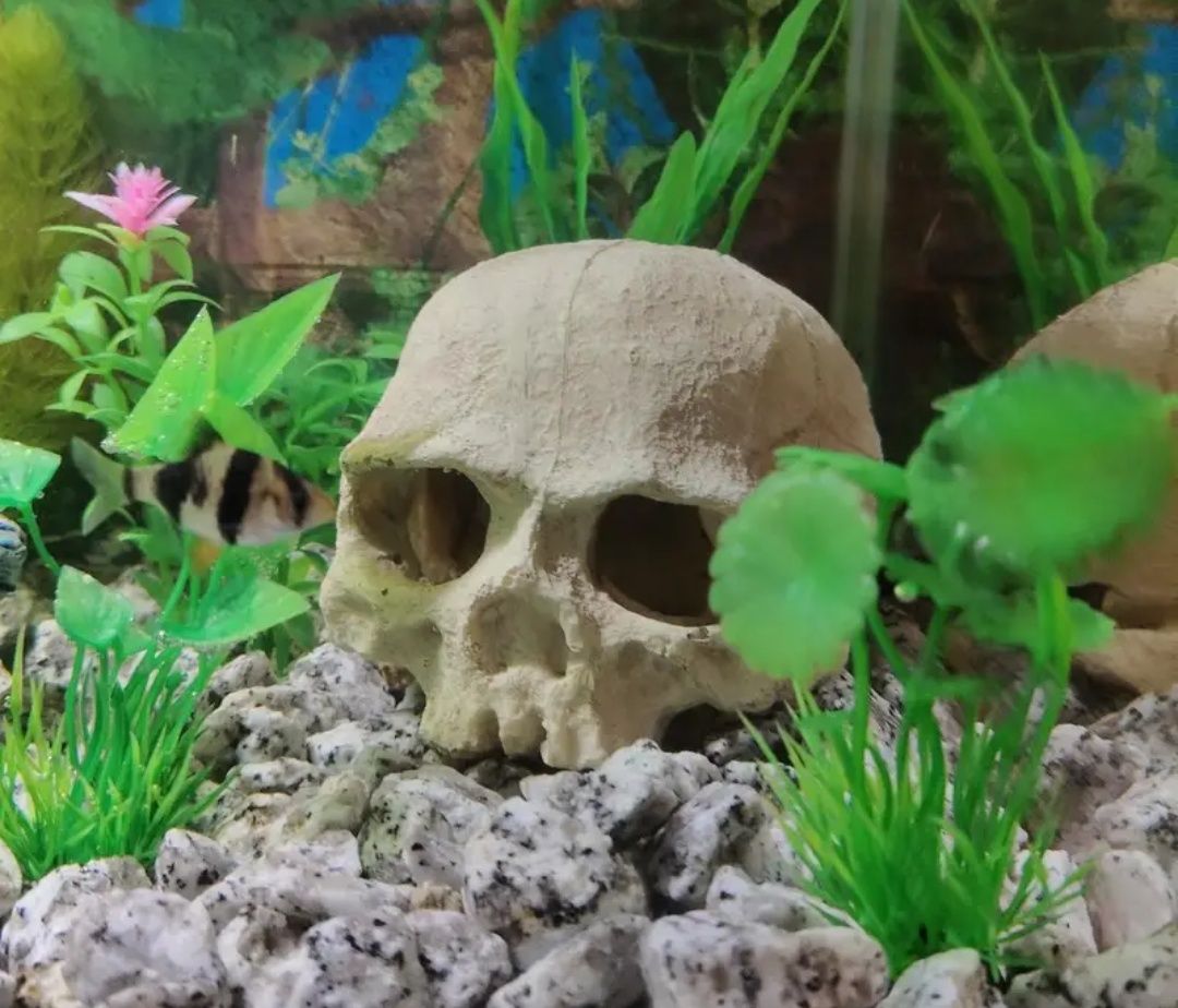 Czaszka do terrarium lub akwarium