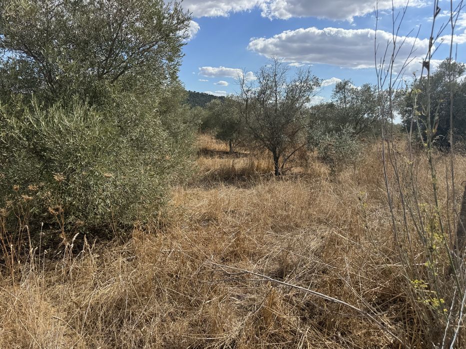 Oliveiras para bonsais