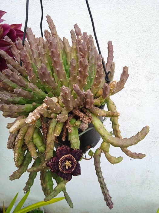 Vendo vasos bonitos para decoração da sua casa, exterior e interior.