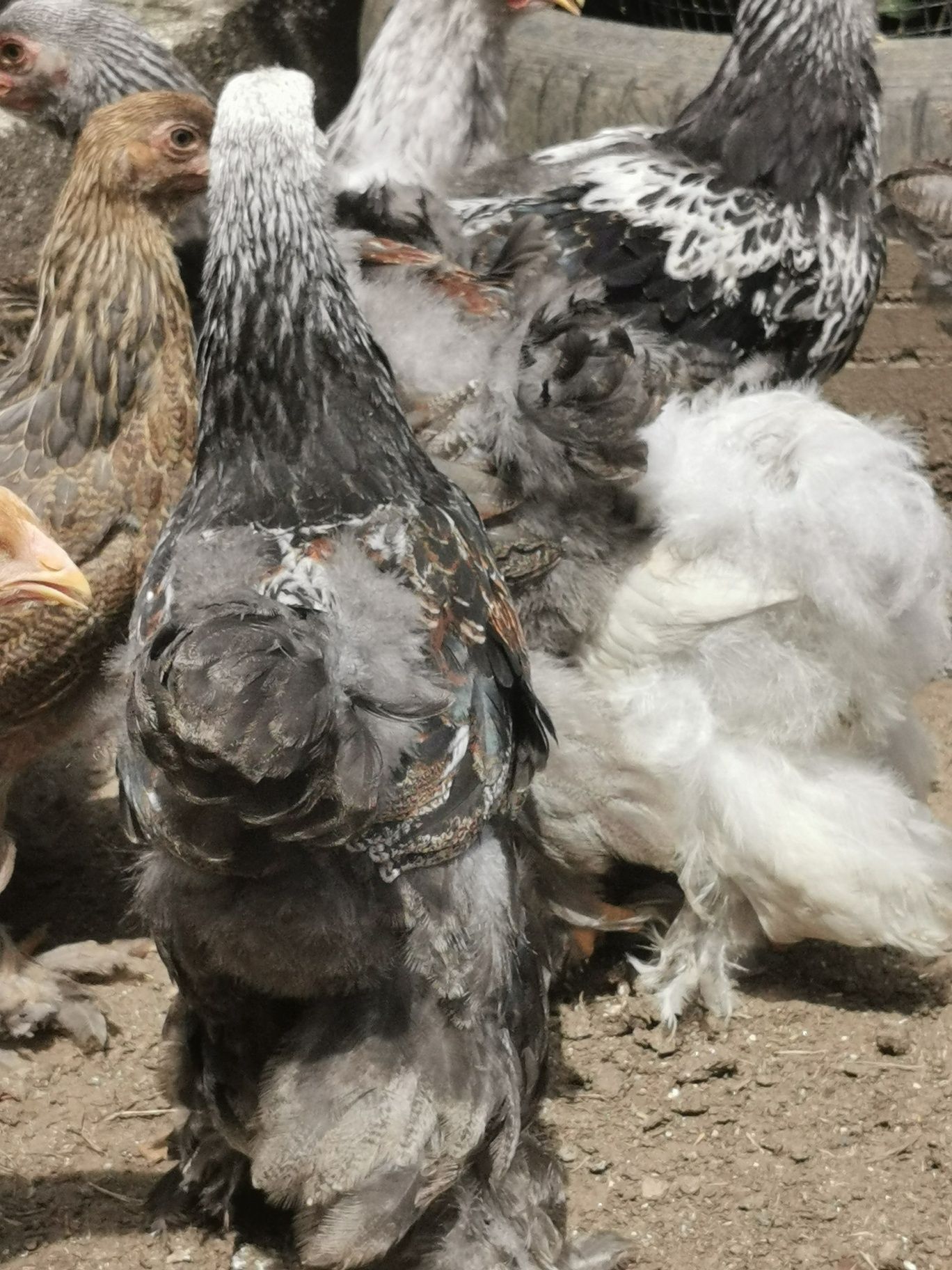 Brahmas pedriz dark