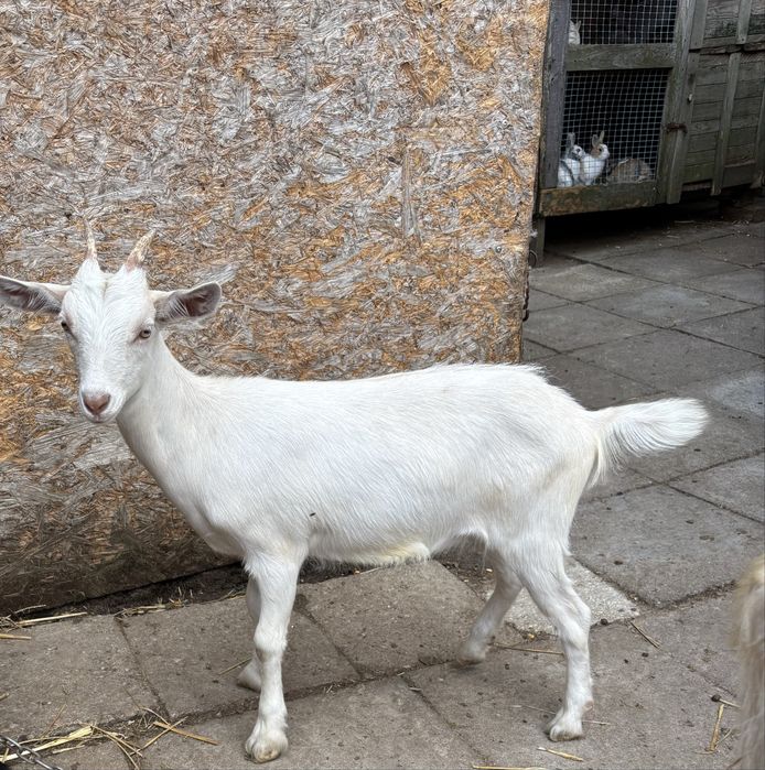 sprzedam dwie kózki