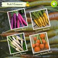 Cenouras - Kit 4 variedades raras - sementes