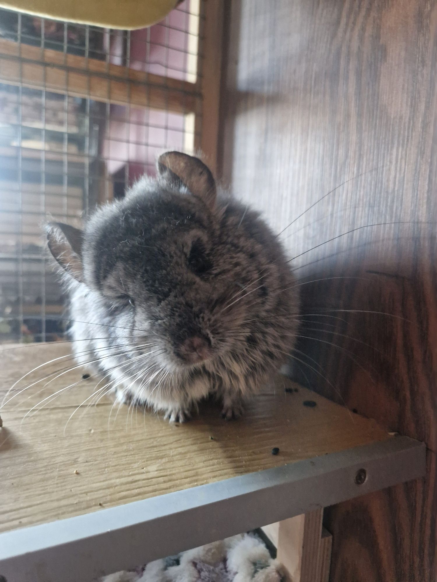 Szynszyla ANGORA wraz z dużą wolierą