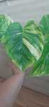 Epipremnum "giant"