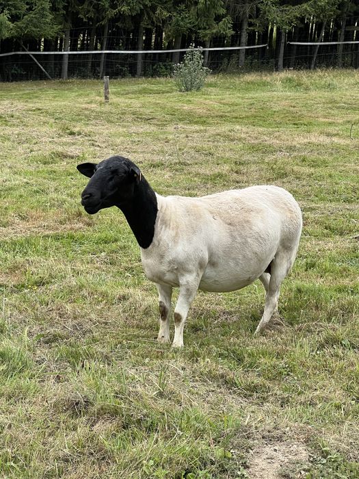 Owce Dorper Dorpery /Matki kotne