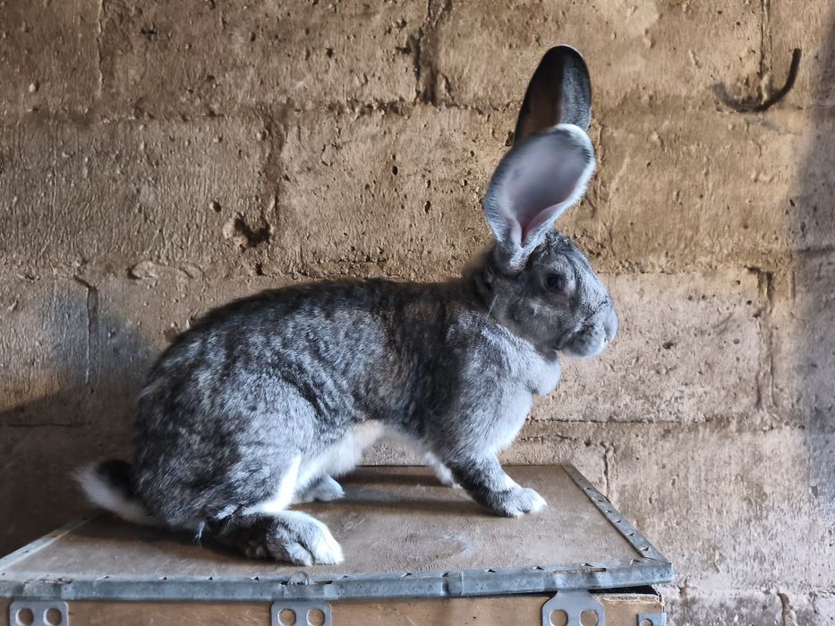 Olbrzym belgijski szynszylowy