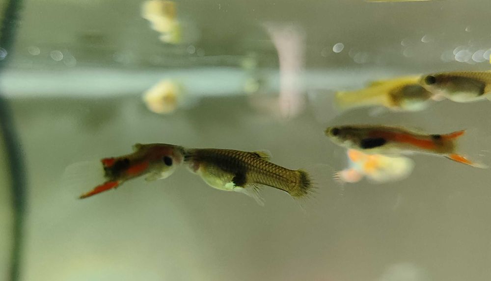 Endlers (peixes de água doce aquário)