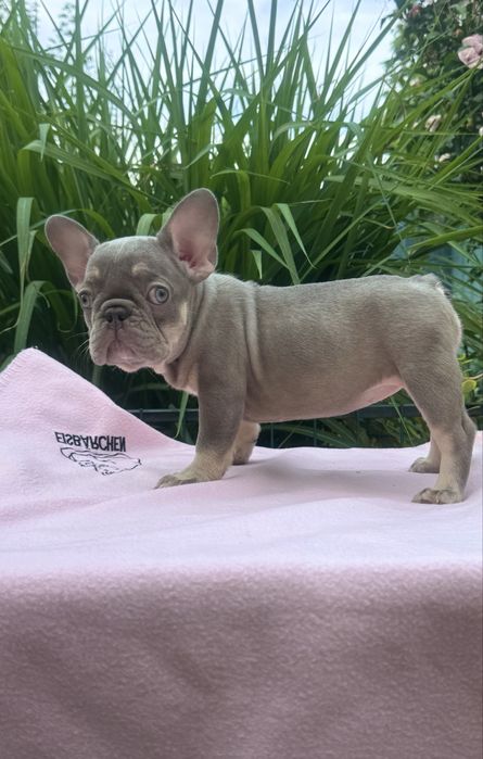 Для цінувачів Ексклюзиву та Якості!Міні та стандарт,блакитні очі!Доста