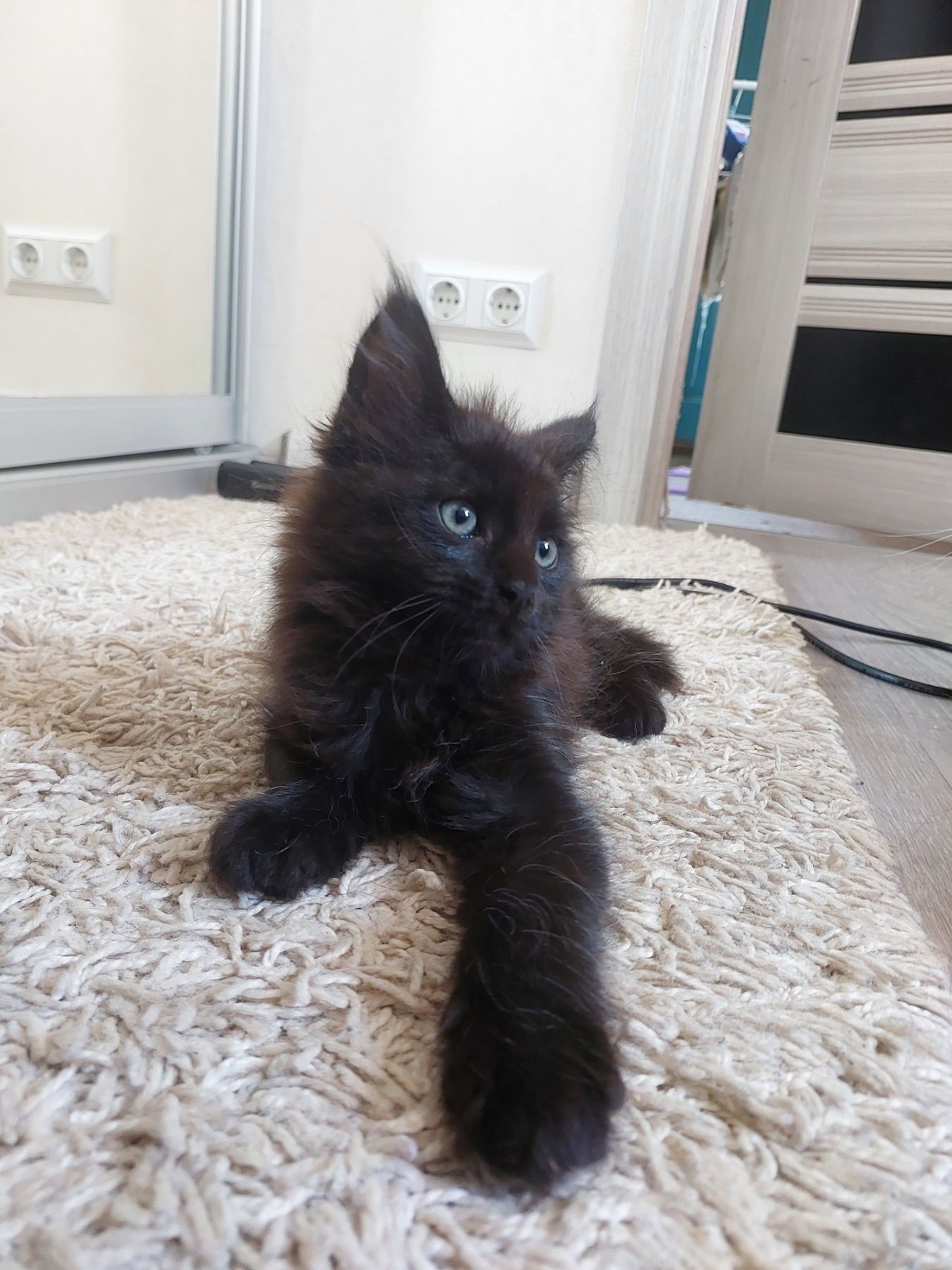 Купити котика не дорого