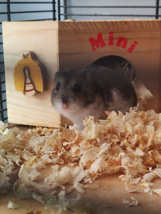 Oddam za darmo chomika