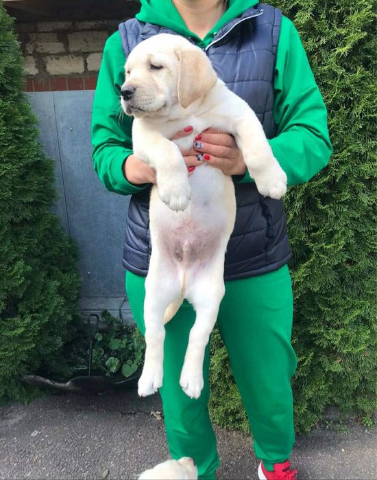 Продам цуценят Лабрадорів