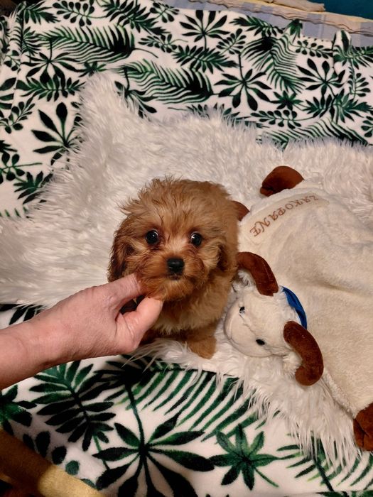 Cavapoo - suczka