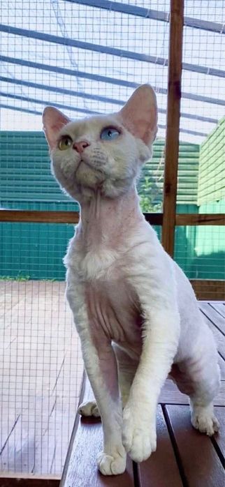 Кот породы Девон Рекс