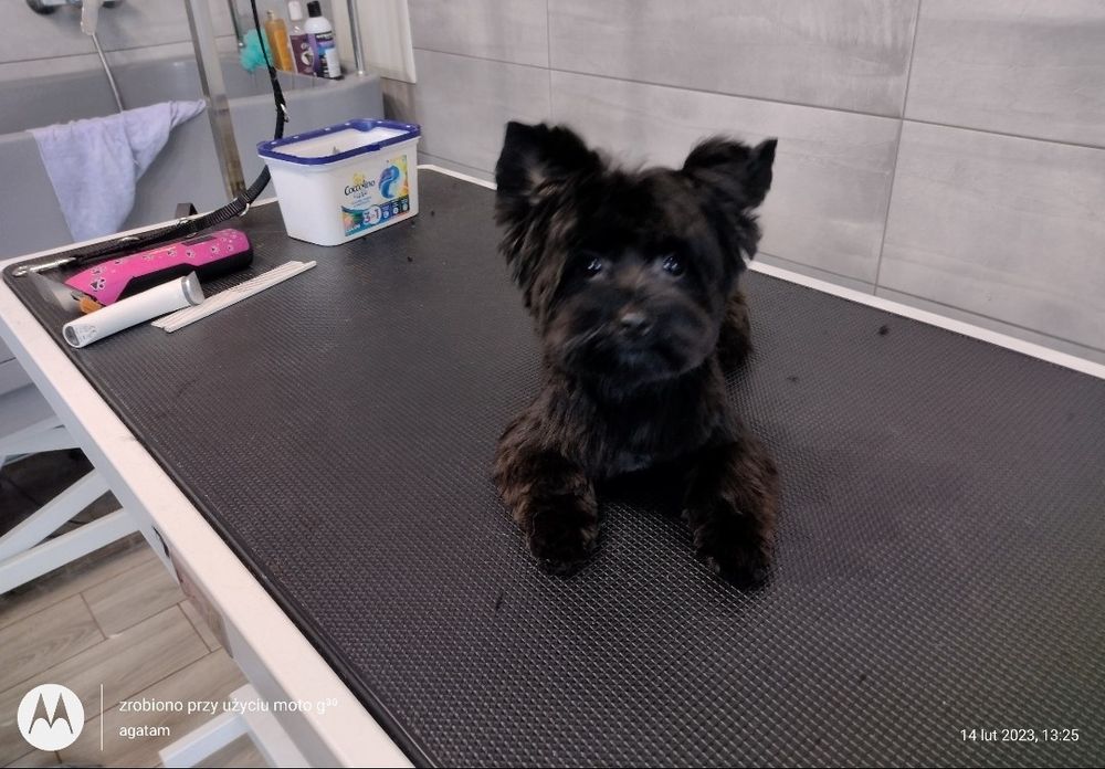 Czarny piesek Yorkshire terrier