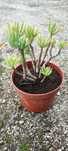 Planta suculenta