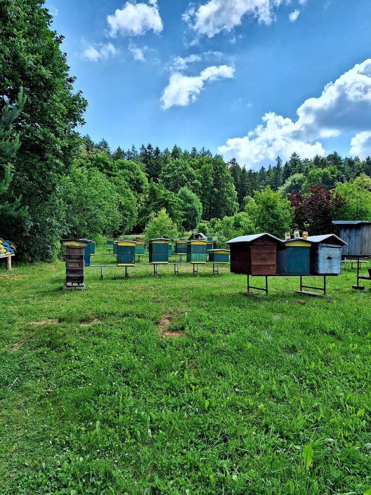 Naturalny Miód z domowej pasieki