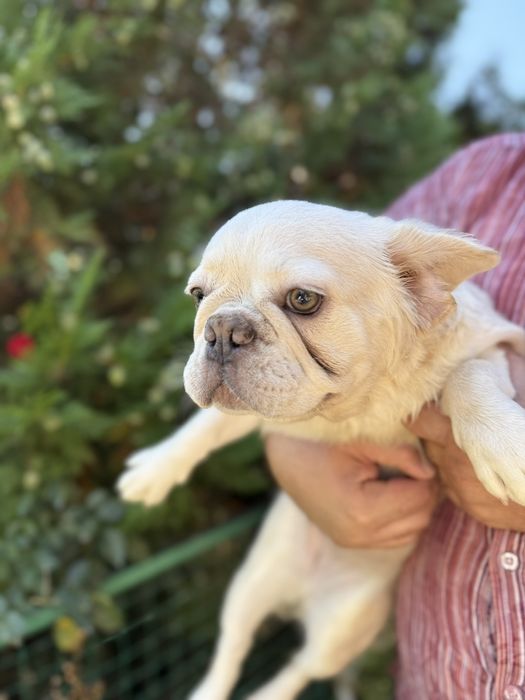 Французский бульдог Флаффи девочка