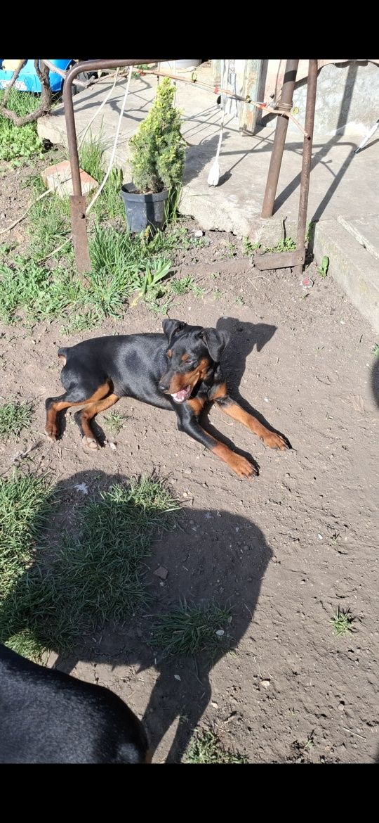 Пропоную  собачок породи Пінчер