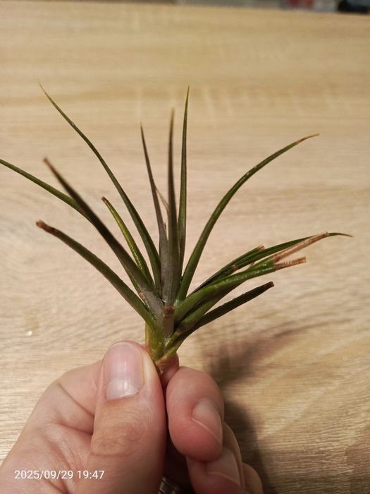 Tillandsia oplatwy