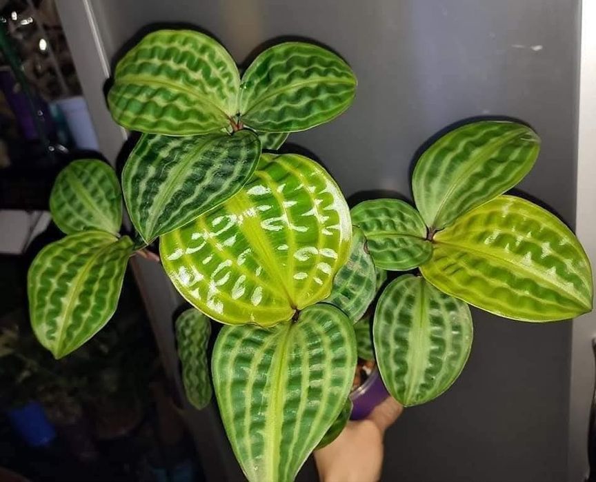 Geogenanthus peoppigii pięknie wybarwione falowane liście terrarium
