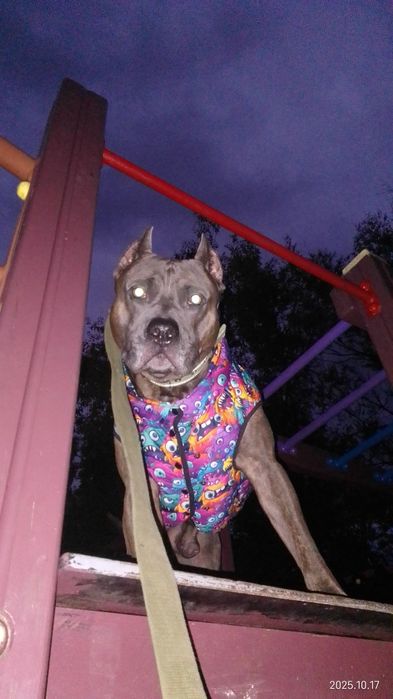 В'язка собак безкоштовно