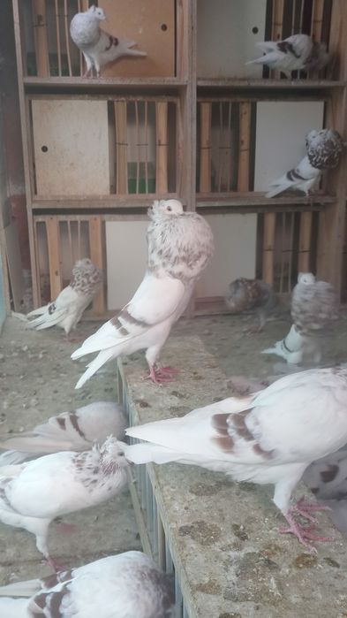 Garłacze górnośląskie koroniaste