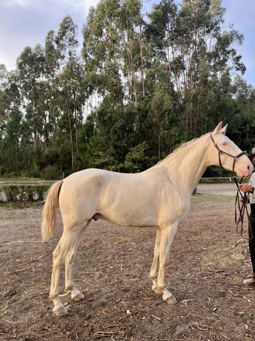 Poldro Lusitano Puro 3 anos e meio