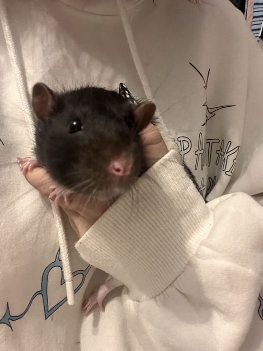 Oddam szczyrki ( w kolorze krówki )