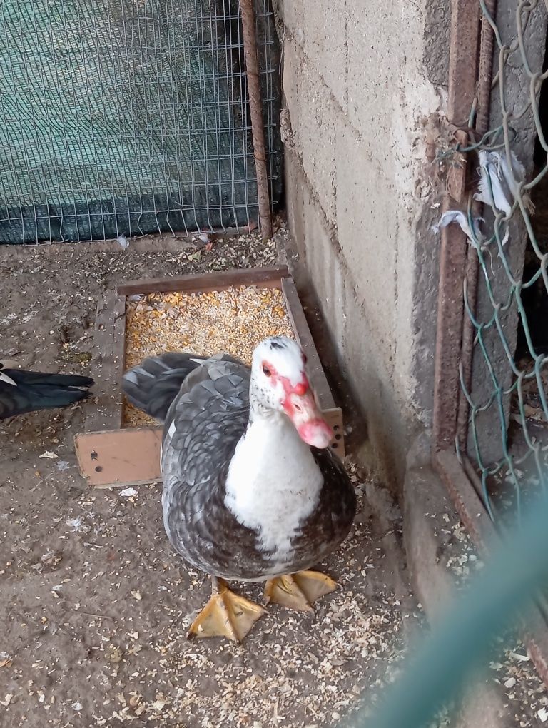 Vendo 2 patas com 1 ano