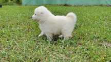 Samoyed szczeniak