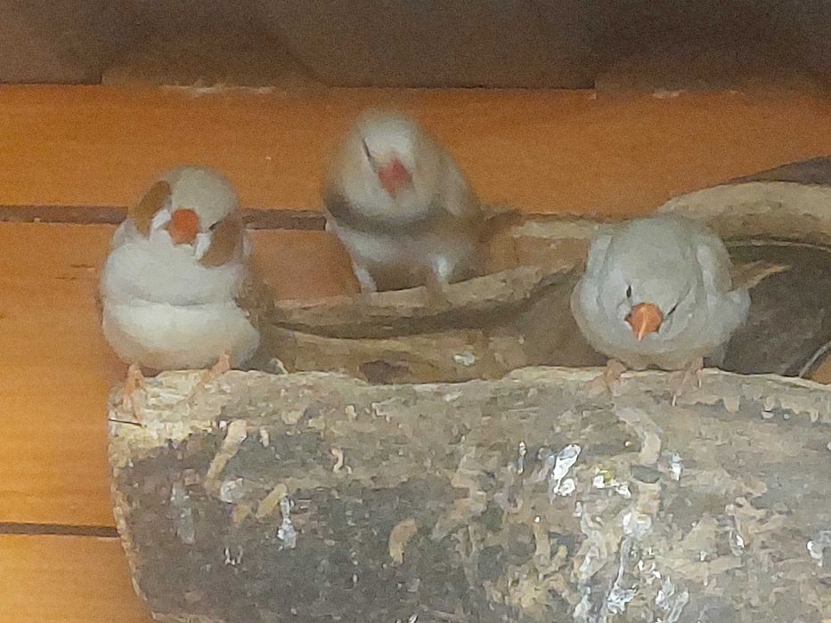 Zeberki rożne kolory