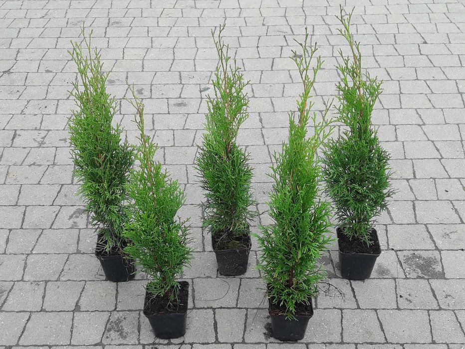 Tuja Szmaragd 50,60,70,80,90,100 cm! Sadzimy! Transport Thuja Smaragd!