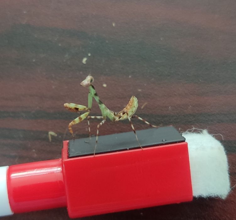 Modliszka Pnigomantis medioconstricta +gratisy