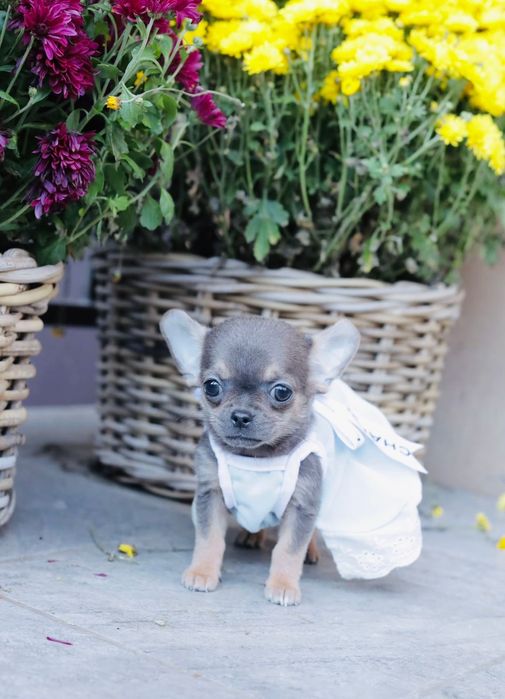 Chihuahua FCI dziewczynka
