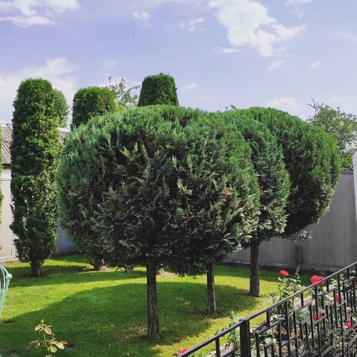 Обрезка сада, формирование деревьев, Обработка от вредителей