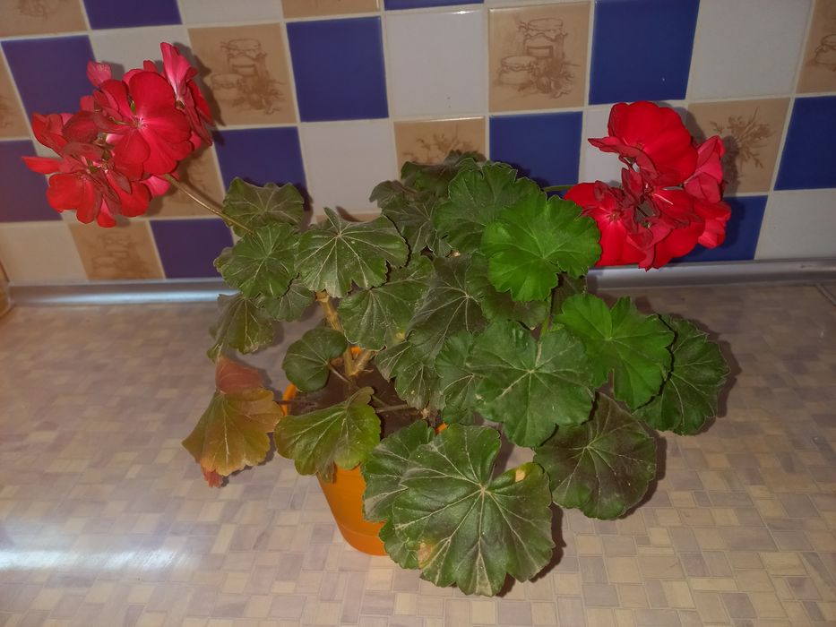 Пеларгонія зональна , герань