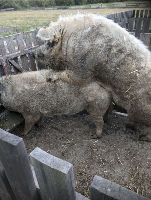 Продаються поросна свиня і кабан