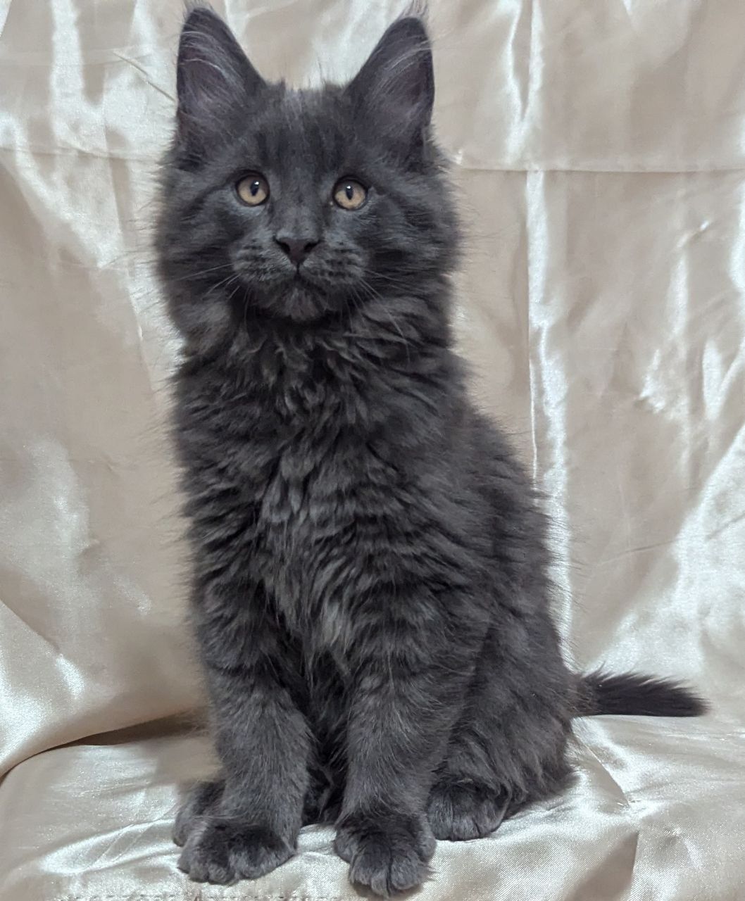 Кошенята Мейн кун