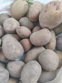 Продам картоплю (домашня)