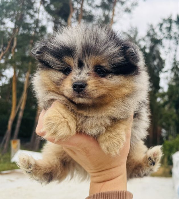 Pomeranian szpic miniaturowy blue merle tan typ misia
