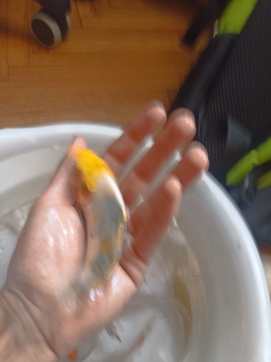 Szczupak , Sandacz, Sum,Karp koi